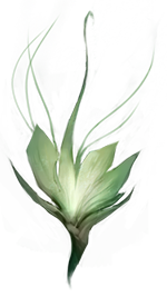 国外玩家推测LOL新英雄的身份：忘忧花园的花匠法师